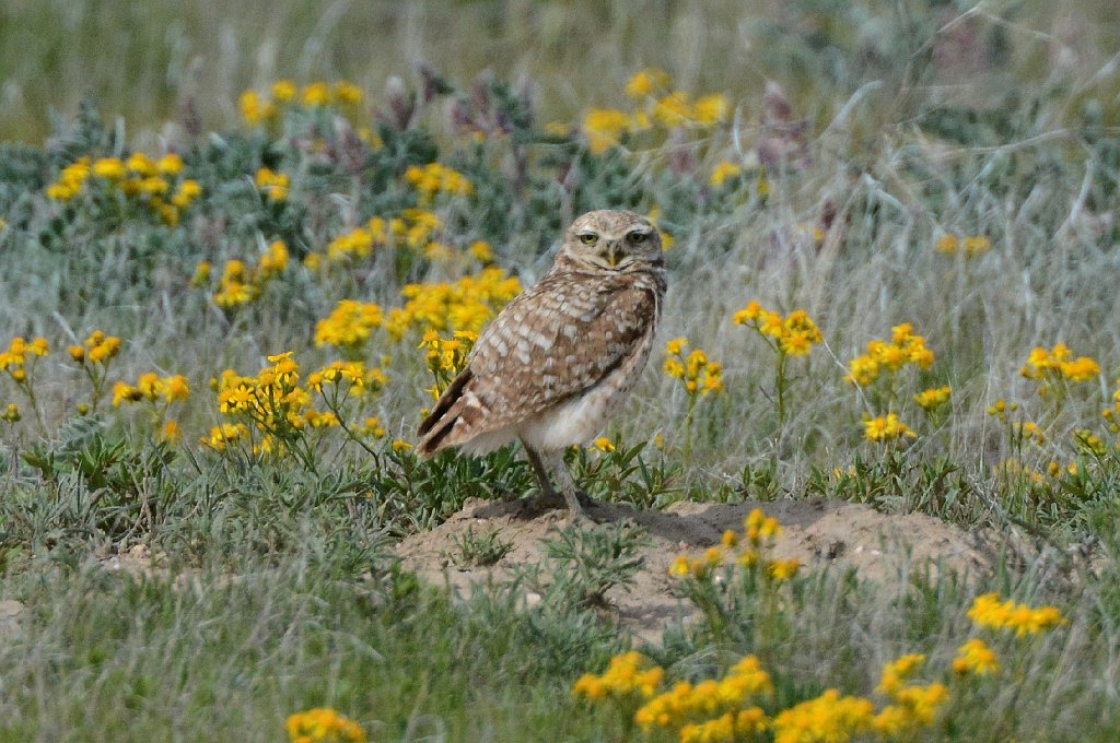 Owl,  Burrowing, 2015-05268440 Pawnee National Grasslands, CO.JPG - Burrowing Owl. Pawnee National Grasslands, CO, 5-26-2015